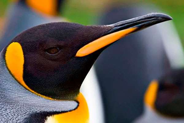 Exploración de la costa antártica a bordo del Sapphire Princess